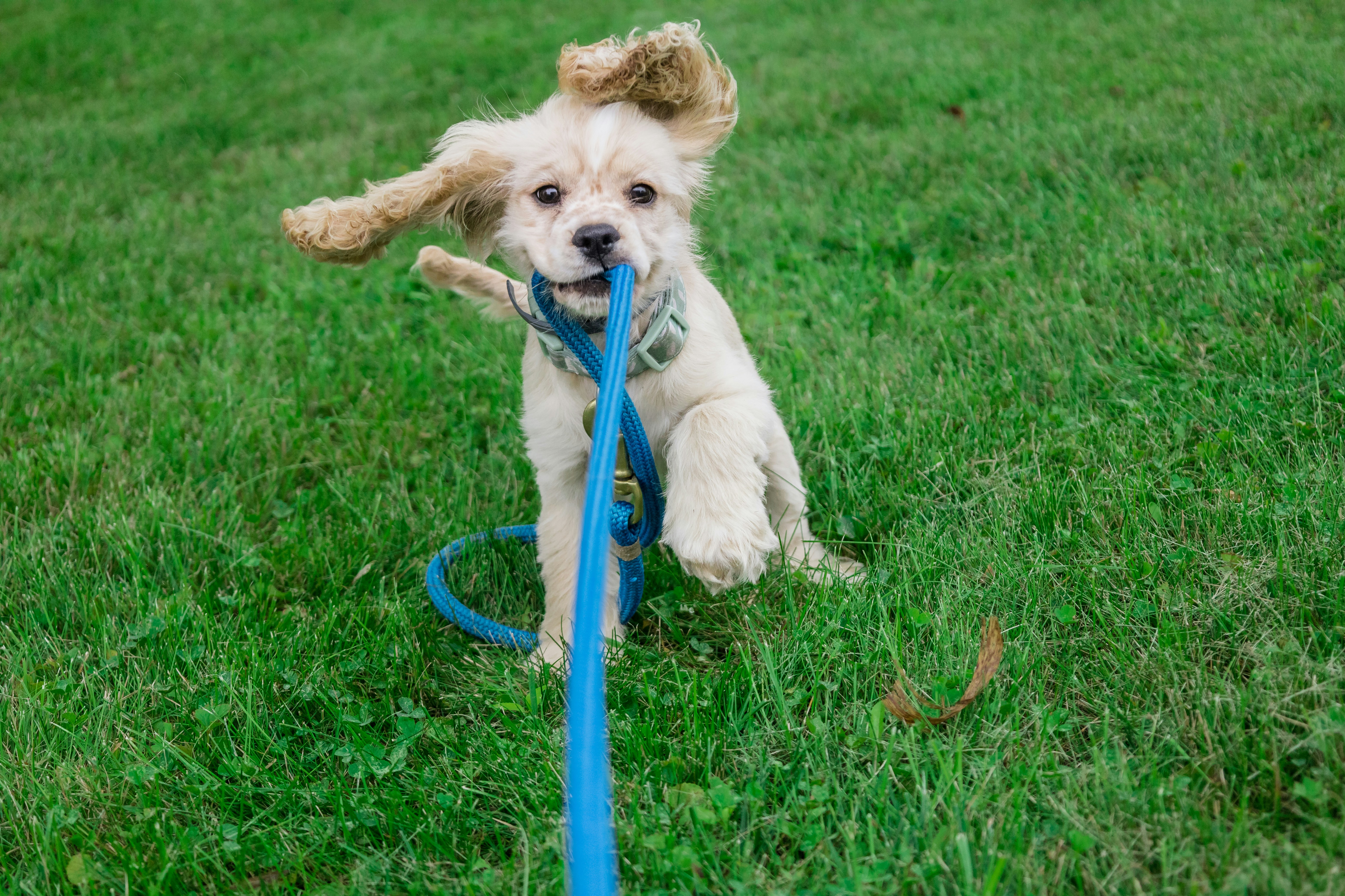 Puppy on leash in grass — potty training a puppy