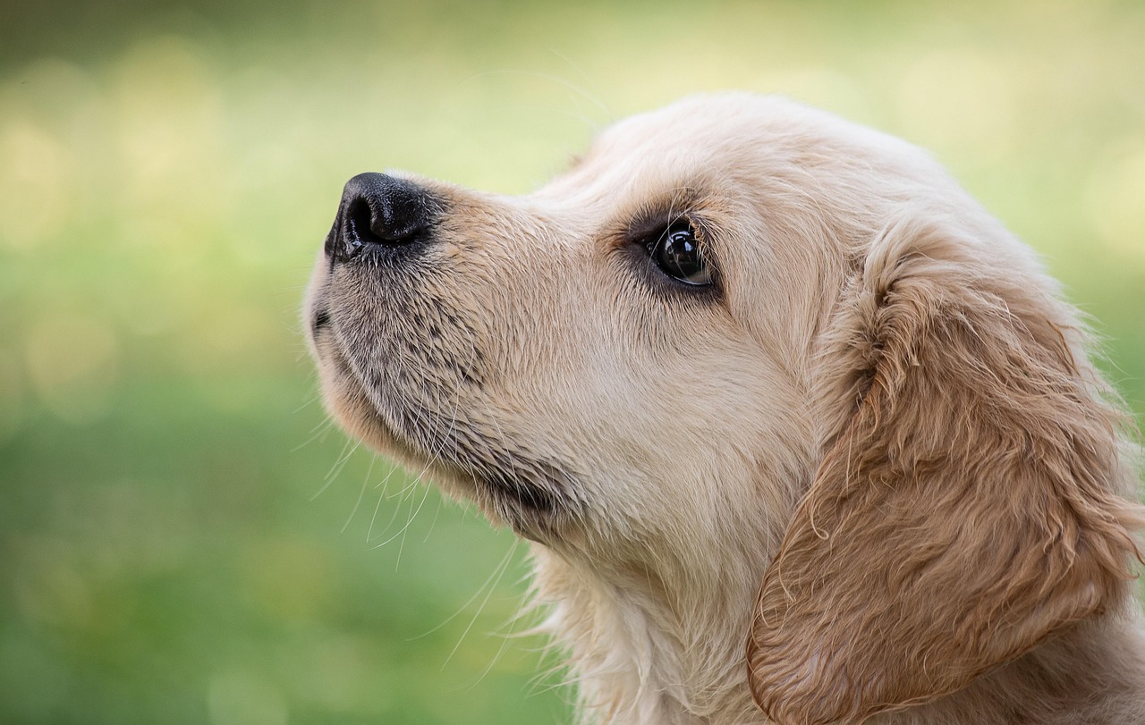 Golden retriever puppy — dog, animal, puppy, pet, mammal, animal world, cute, golden retriever, young, close up, nature, outdoor