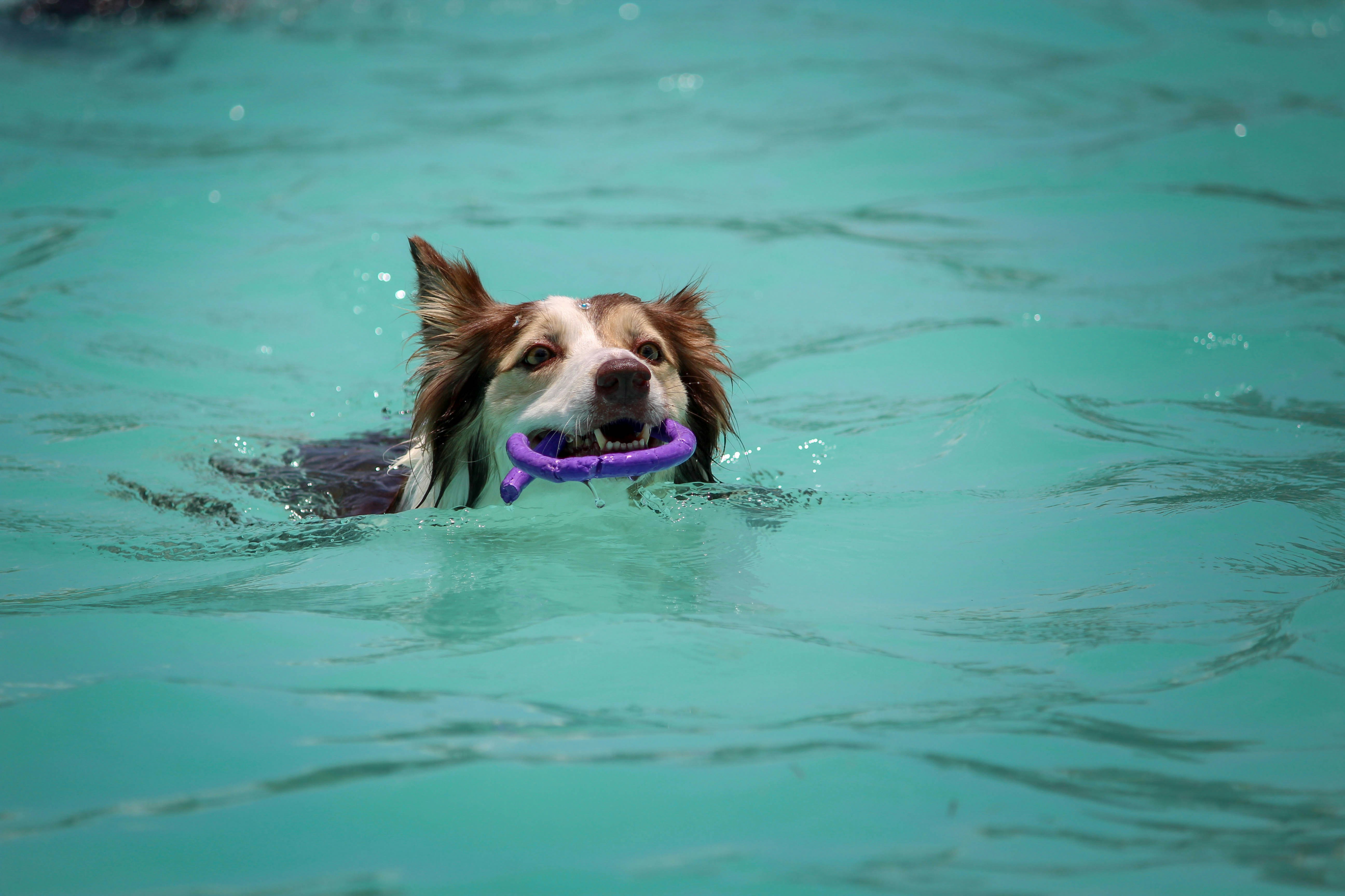 Puppy biting and playing — understanding why puppies bite and what to do about it